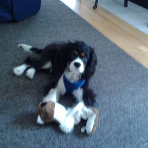 Meet your Posher, Holly